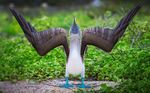  avian beak bing bird blue_beak blue_footed_booby blue_skin feral grey_feathers humor looking_at_viewer o^o o_o pelican real shocked solo spread_wings standing what white_feathers wings wings_spread 