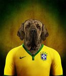  2014 anthro brazil brazilan_mastiff brazilian canine dog football male mammal mastiff solo 