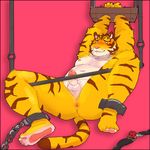  anthro anus armpits bdsm blush bondage bound chained chubby erection feline gag humanoid_penis male mammal musclegut muscles nipples pecs penis plantigrade solo source_request spread_legs spreading tiger 