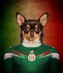  2014 anthro canine chihuahua dog football male mammal mexican mexico solo 