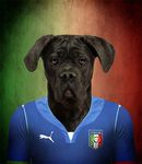  anthro cane_corso canine dog football italian italy male mammal solo 