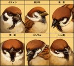  chart eurasian_tree_sparrow expression_chart hscatter no_humans original sparrow translated 