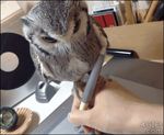  animated avian beige_skin creating_art cute duo grey_feathers human magnifying_glass mammal no_sound owl pet real solo_focus stylus white_feathers 