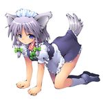  all_fours animal_ears blue_eyes braid dog_ears dog_tail hairband izayoi_sakuya kemonomimi_mode kurogarasu short_hair silver_hair solo tail touhou twin_braids 