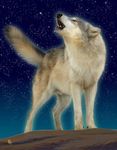  canine ebon_lupus feral fur howl male mammal night nude open_mouth outside sheath solo stars teeth wolf 