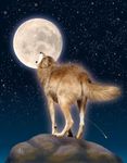  canine ebon_lupus feral fur howl male mammal moon night open_mouth outside shooting_star sky solo stars wolf 