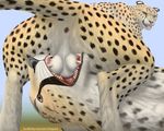  animal_genitalia anthro anthro_on_feral anus balls balls_deep bestiality cheepard cheetah deep_throat duo erection feline feline_penis fellatio feral interspecies mammal oral oral_sex penetration penis sex 
