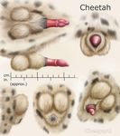  anatomically_correct_penis animal_genitalia balls barbs cheepard cheetah erection feline feline_penis male mammal penis penis_tip sheath solo 