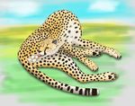  autofellatio balls cheepard cheetah erection feline feline_penis feral male mammal masturbation oral oral_sex penis sex sheath solo yellow_eyes 