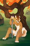  balls brown_hair canine demicoeur dog fur hair male mammal nude outside sheath shiba_inu solo sword tan_fur tree weapon 