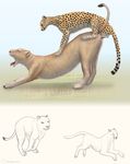  chasing cheepard cheetah feline feline_penis female interspecies lion male mammal mounting open_mouth penetration penis running size_difference sketch surprise_sex vaginal vaginal_penetration yawn 