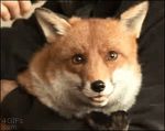  ambiguous_gender animated black_nose brush brushie_brushie_brushie brushing canine cute feral fox human lol_comments mammal open_mouth real smile 