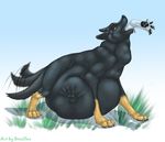  ambiguous_gender anthro belly black_fur bulge canine claws darksidesf digitigrade dog duo feral fur imprint mammal open_mouth pawpads steelfox swallowing teeth tongue tongue_out vore yellow_eyes 