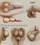  anatomically_correct_penis animal_genitalia balls barbs cheepard erection feline feline_penis feral flaccid lion male mammal penis penis_tip sheath solo 