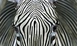  avatar equine face mammal zebra 