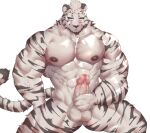 abs absurd_res anthro balls erection eyebrows felid genitals glans hi_res humanoid_genitalia humanoid_penis male mammal muscular muscular_anthro muscular_male nipples pantherine pecs penis simple_background solo strawmush striped_body stripes tail tiger white_background