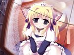  animal_ears blonde_hair brown_eyes maid original ribbon shirokoma_(wagahai_hakushaku) solo tail 