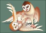  avian barn_owl bird brother_(lore) brothers_(lore) brown_body brown_feathers duo feathers feet feral fight green_background guardians_of_ga&#039;hoole kludd male owl rcahern sibling_(lore) simple_background soren_(gogh) talons toes tyto tytonid white_body white_feathers yellow_eyes 