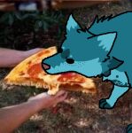  bellsosu_(fursona) blue_body blue_fur canid canine canis facial_tuft female feral food fur mammal markings meme photo_background photography_(artwork) pizza sosu-the-blue-wolf tuft white_body white_fur wolf 