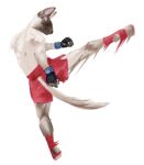  2023 ankle_bracers anthro banoncat blue_eyes boxing_shorts clothing domestic_cat felid feline felis fingerless_gloves fur gloves handwear hi_res kick looking_ahead male mammal martial_arts motion_blur motion_lines rear_view siamese simple_background solo tan_body tan_fur white_background 