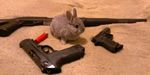  gun lagomorph mammal rabbit ranged_weapon real solo weapon 