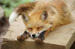  board canine claws cub cute fox fur mammal orange_fur pawpads real sleeping stretching young 