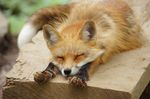  canine claws cub cute eyes_closed fox fur mammal orange_fur pawpads real sleeping stretching young 