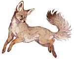  animal animal_focus brown_fur claws fox giulialibard kit_fox long_body no_humans original realistic simple_background solo white_background 