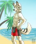  abs beach biceps bulge canine clothing malachi male mammal muscles open_mouth palm_tree pecs seaside solo summer tight_clothing underwear vallhund wolf 
