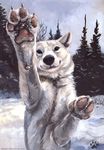  canine dog feral forest looking_at_viewer mammal outside sky snow tess_garman tree 