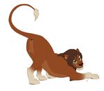  feline feral knon lion male mammal 