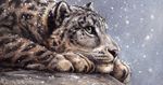  feline feral fur leopard mammal outside snow snow_leopard tess_garman 