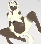 2026 absurd_res accessory animal_genitalia animal_penis anthro areola balls bedroom_eyes big_balls big_breasts big_penis big_sheath biped black_claws black_penis black_tongue blep blue_eyes bodily_fluids breasts brown_areola brown_balls brown_body brown_ears brown_fur brown_nipples brown_nose brown_tail canine_genitalia canine_penis claws colored digital_media_(artwork) domestic_cat ear_piercing ear_stud eyelashes felid feline felis finger_claws front_view full-length_portrait fur genital_fluids genitals glistening glistening_balls glistening_genitalia glistening_penis gloves_(marking) grey_background gynomorph gynomorph_anthro hair hair_accessory hand_on_balls hi_res holding_balls huge_balls humanoid_hands intersex intersex_anthro leg_markings looking_at_viewer mammal mane mane_hair markings multicolored_body multicolored_fur narrowed_eyes nipples nude nude_gynomorph penis penis_tip piercing portrait precum presenting_balls pupils seductive sheath siamese signature simple_background sitting smile socks_(marking) solo spread_legs spreading sweat sweaty_balls sweaty_genitalia tail tongue tongue_out two_tone_body two_tone_fur vulpevex white_body white_fur white_hair white_inner_ear white_tail