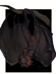 anthro bat big_pubes black_body breasts chromeskullex female hanging_by_feet hi_res mammal membrane_(anatomy) membranous_wings monster navel night nightmare_fuel pubes raised_wings solo spread_wings upside_down white_eyes winged_arms wings