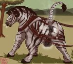 anus backsack balls breath butt equid equine equine_anus felkin feral genitals genjii grunting halter harness hi_res hybrid male mammal musk musk_cloud musky_anus musky_balls presenting presenting_anus presenting_hindquarters puffy_anus raised_tail solo steam steam_breath striped_body stripes tack tail zebra zelko