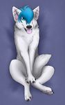  blue_eyes blue_hair canine dark-ice dog female feral fur hair hindpaw looking_at_viewer lying mammal open_mouth paper-wings paws peaircings pink_pads pinup pose smile solo tail_between_legs tongue tongue_out 