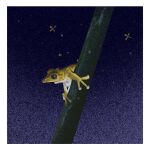  animal_focus border branch brown_eyes commentary english_commentary frog looking_ahead night no_humans profile sky tuna663712044 white_border 