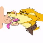 ambiguous_gender animated animated_gif anthro belt belt_collar canid canine copper_(jenghck) duo face_fucking fox fur genitals human human_on_anthro interspecies irrumatio jenghck low_res male male/ambiguous mammal oral orange_body orange_fur penile penis penis_in_mouth sex short_playtime tan_body tan_fur vein veiny_penis
