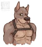  black_nose canine chewycuticle dog green_eyes harness male mammal muscles nipple_piercing nipples nude piercing plain_background solo white_background 