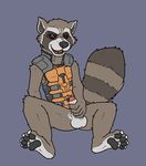  balls blueballs bottomless erection guardians_of_the_galaxy humanoid_penis looking_at_viewer male mammal masturbation pawpads paws penis raccoon rocket_raccoon seated solo uncut 