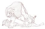  cheetah feline female feral hybrid knon liger lion male mammal straight tiger 