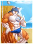  abs alty beach biceps big_muscles blue_hair bulge canine fox hair looking_at_viewer male mammal muscles outside rikitsu sea seaside solo speedo standing swimsuit tattoo topless water 