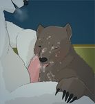 2014 anthro bear blush cafe) cum cum_on_face cum_on_penis erection fur gay grizzly_(shirokuma grizzly_bear mabit male mammal oral oral_sex penis polar_bear sex shirokuma shirokuma_cafe white_fur 