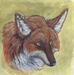  canine fox fur mammal painting piercing portrait solo syntarsis tagme yellow_eyes 