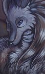 canine close-up mammal moonlight portrait shaded solo syntarsis tagme wolf 