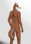  back butt canine darkforest dog invalid_color invalid_tag male mammal nude 