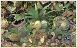  awai_(pixiv29777040) bellsprout border budew bulbasaur carnivine celebi closed_eyes closed_mouth commentary_request cradily exeggcute exeggutor fangs jungle nature no_humans open_mouth outdoors plant pokemon pokemon_(creature) pokemon_focus shroomish shuckle sitting smile sunflora tangela victreebel vines weepinbell white_border wormadam wormadam_(plant) 