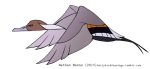  2015 avian beady_eyes beak biped bird black_eyes black_feathers black_tail brown_feathers digital_drawing_(artwork) digital_media_(artwork) duck feathered_wings feathers feral flying forked_tail full-length_portrait grey_beak grey_feathers grey_wings jamminbison male multicolored_feathers northern_pintail orange_feathers portrait side_view simple_background solo suspended_in_midair tail_feathers toony url white_background white_feathers winged_arms wings 