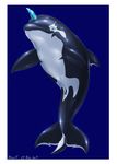  2011 anus blue_background blue_eyes cetacean dorsal_fin equine equus female feral horn hybrid looking_at_viewer mammal marine navel orca plain_background pussy simple_background unicorn whale 