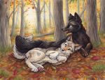  &lt;3 2014 ambiguous_gender autumn black_fur canine feral forest fur lying mammal on_side outside silentravyn tree white_fur wolf 